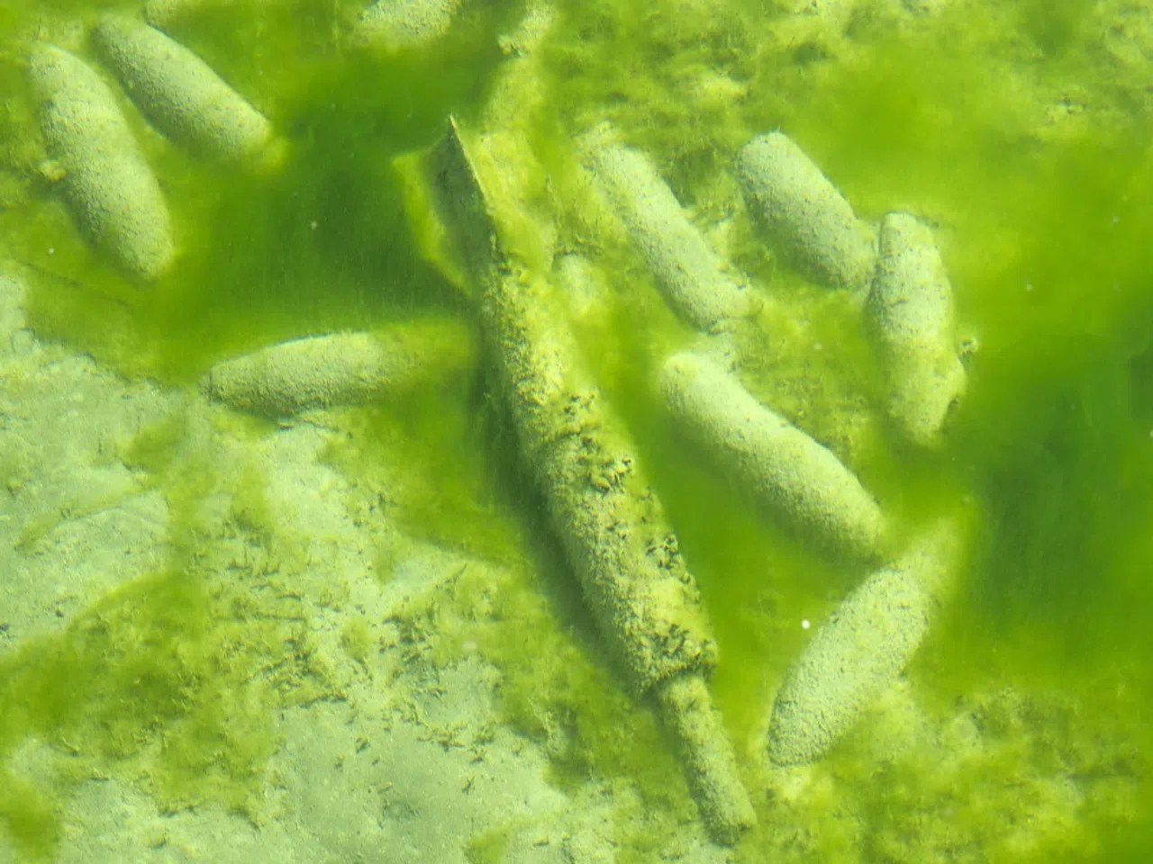 munition underwater - green covered in algae