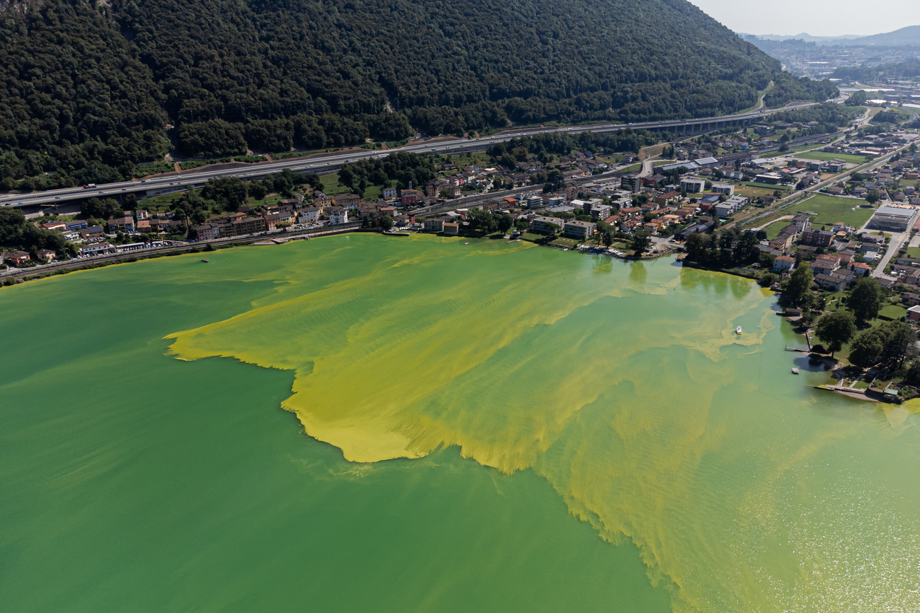 acqua del lago di lugano verde a causa dei cianobatteri