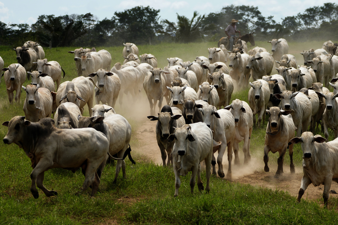 Vaqueiro com vacas no campo