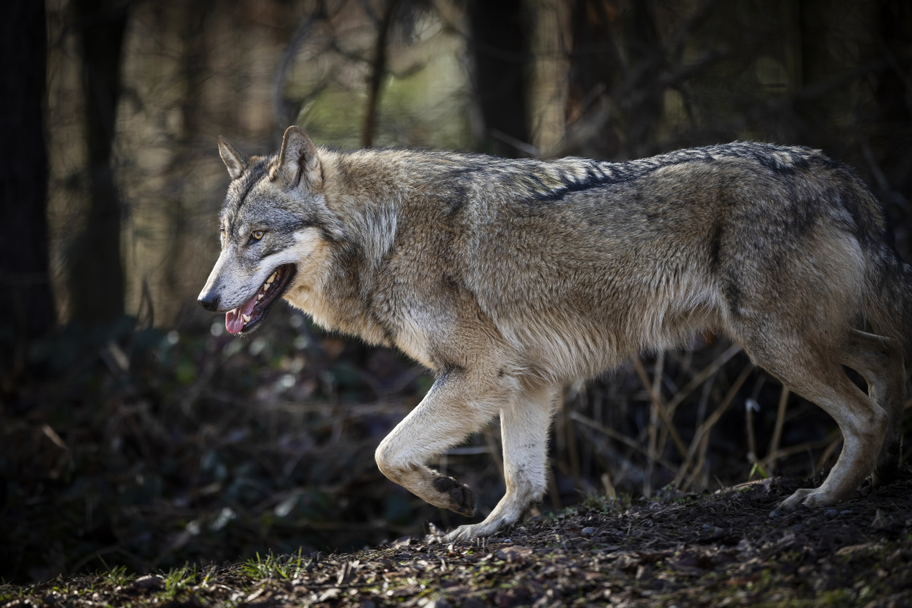 Lupo in un parco naturale.