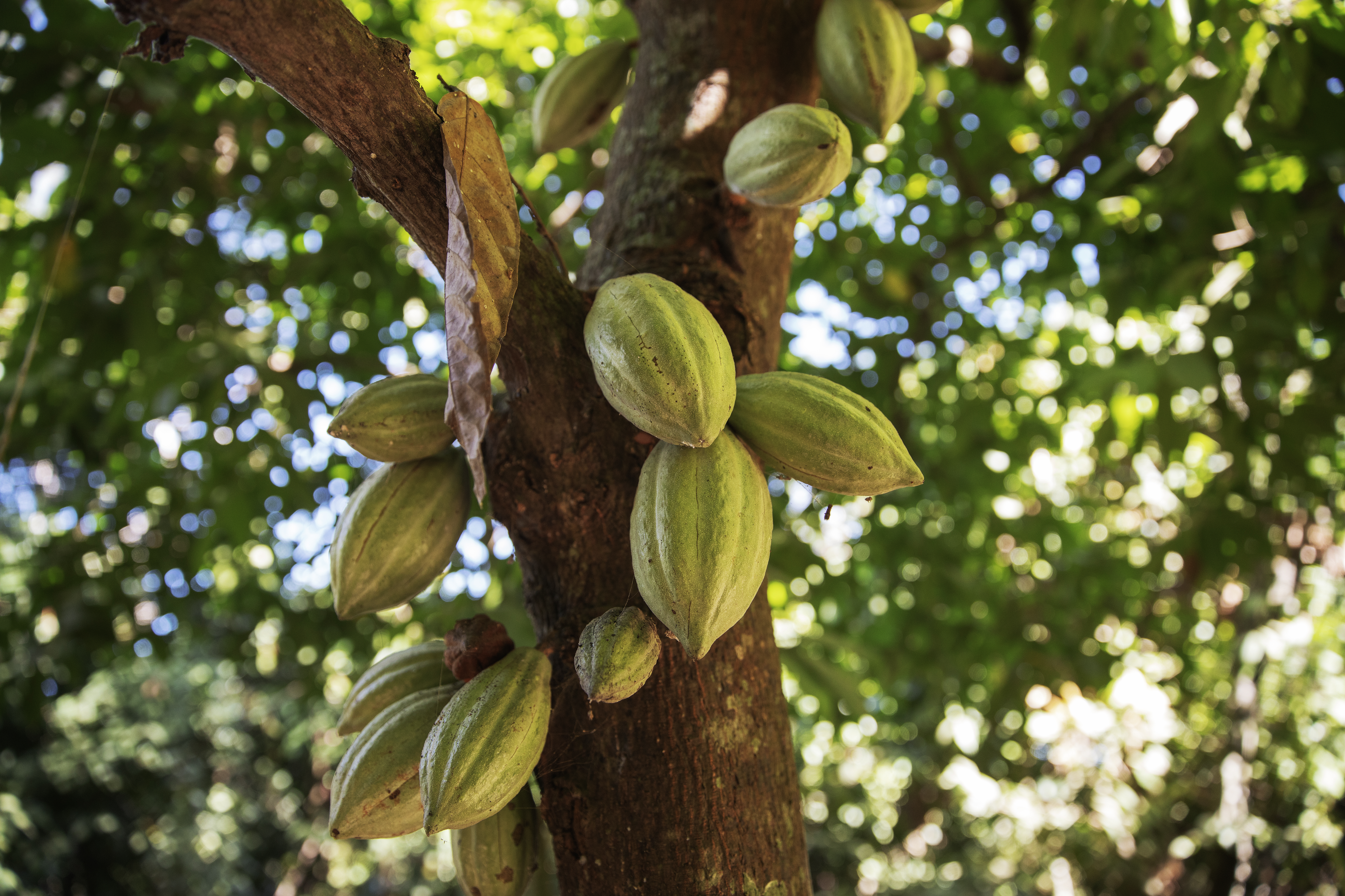 Fruits on tree