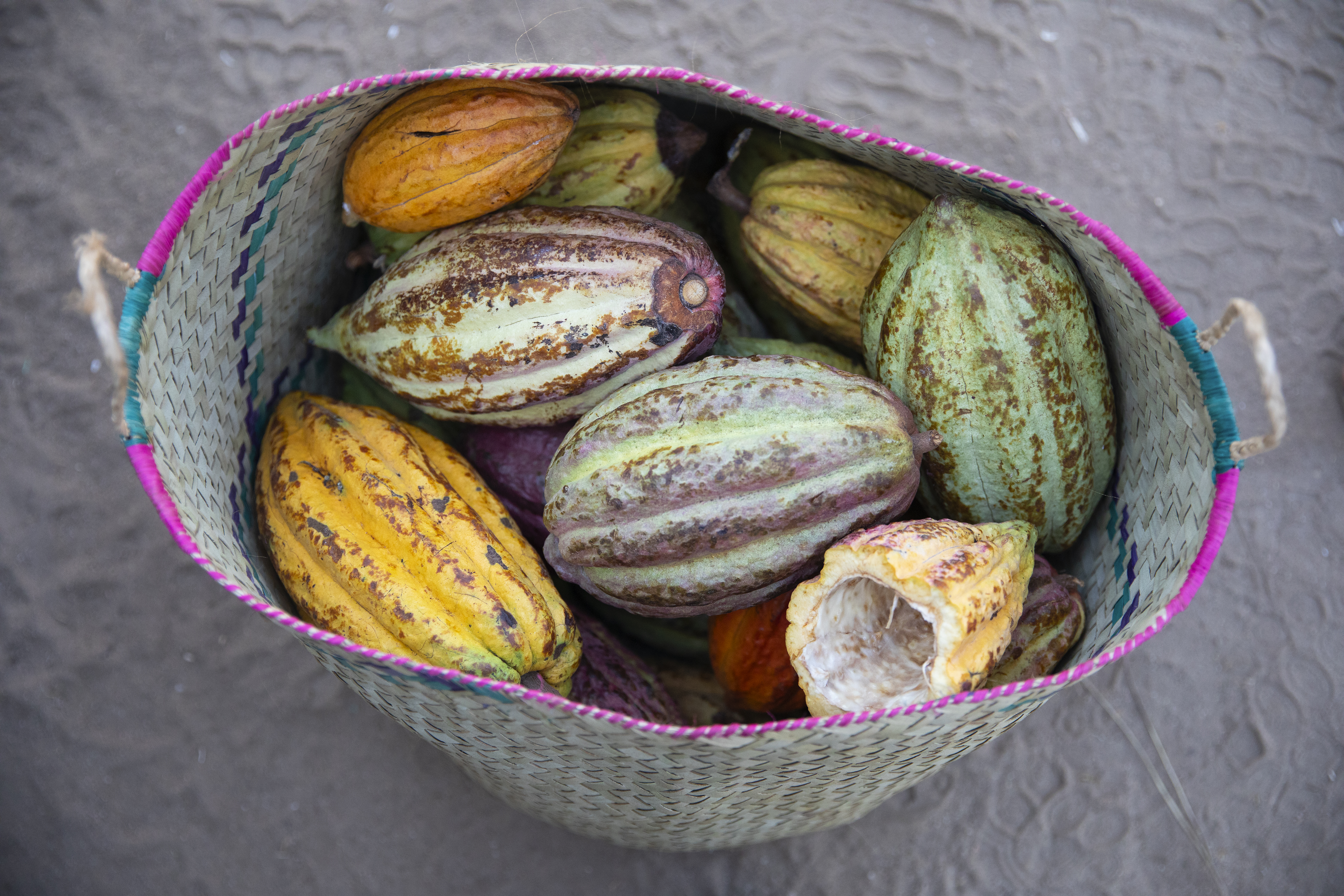 How the Swiss help Madagascar’s cacao farmers confront climate change    