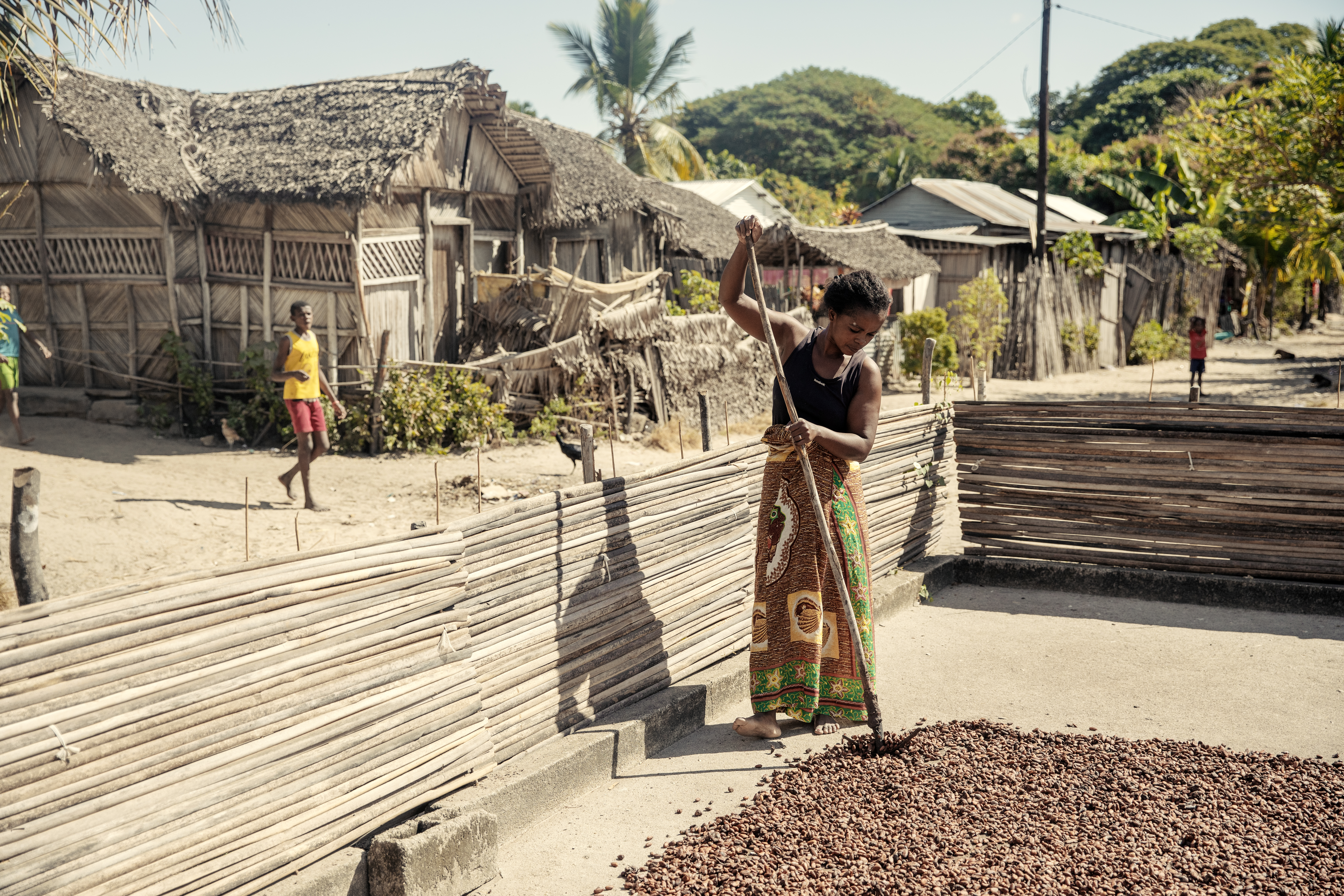 Drying Cocoa