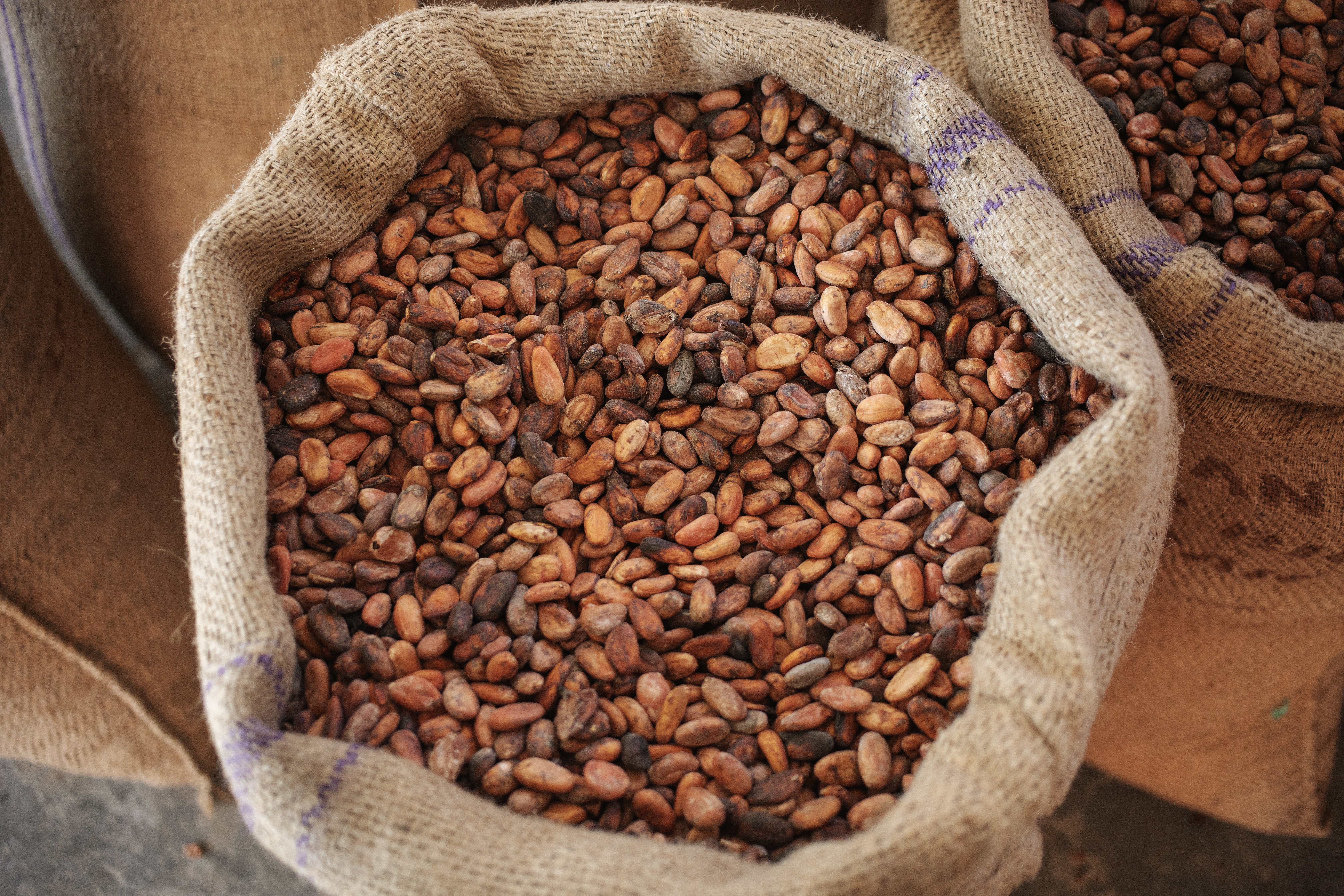 Bag of processed cocoa beans