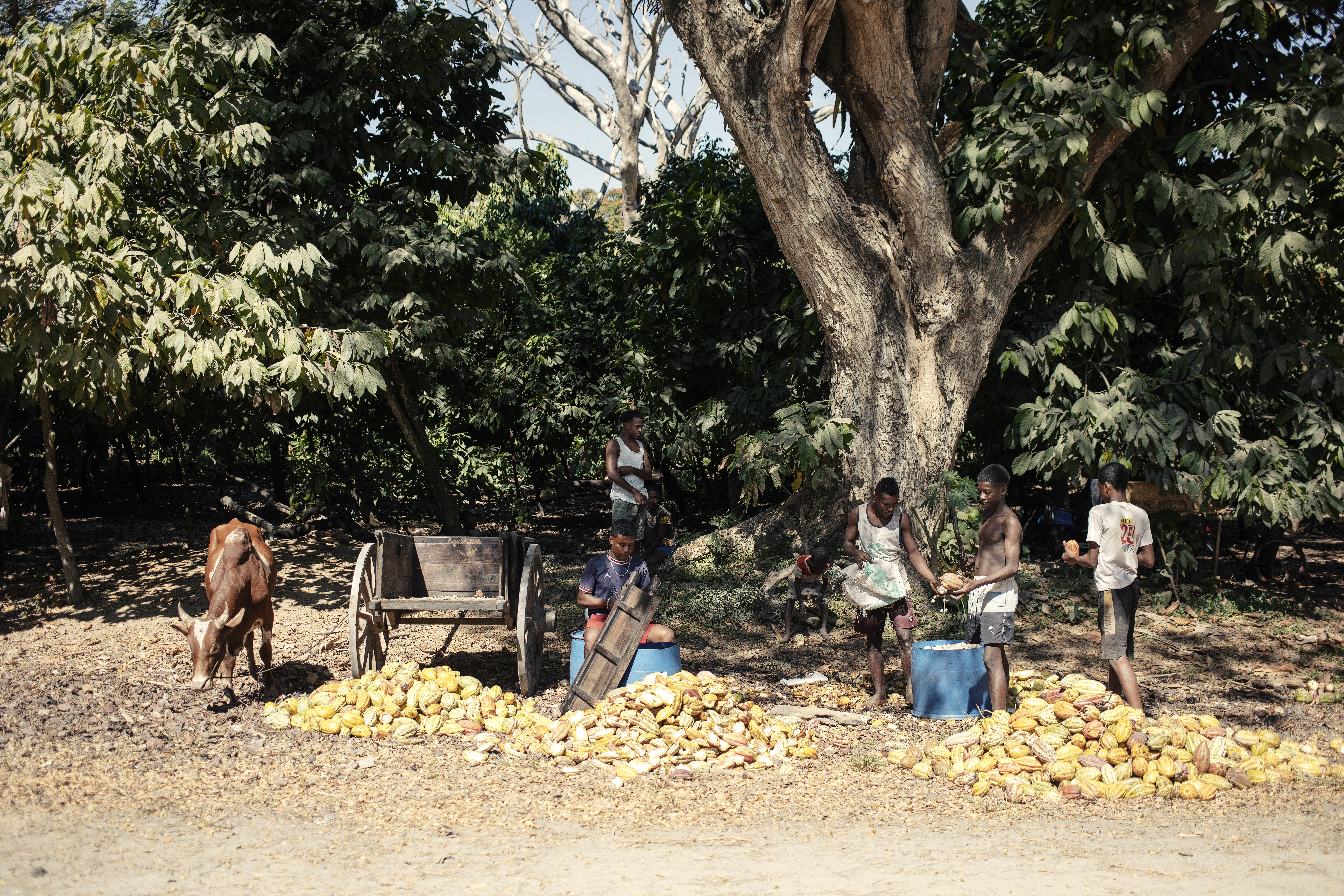 sorting cleaning fruits