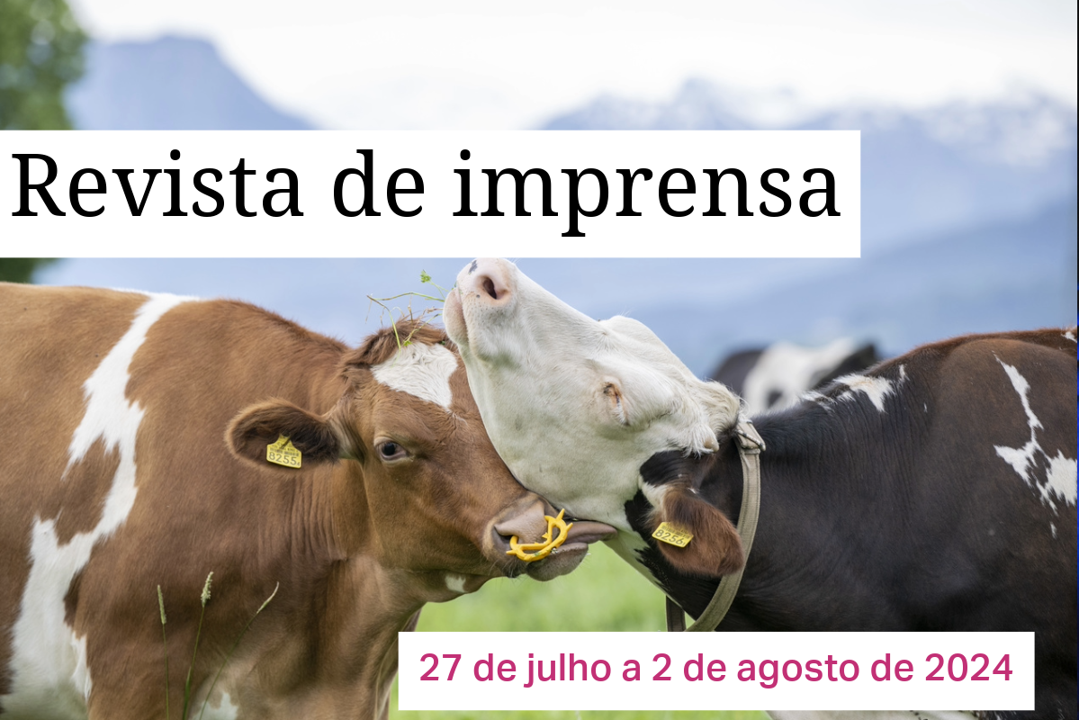 Vacas se coçando num prado suíço