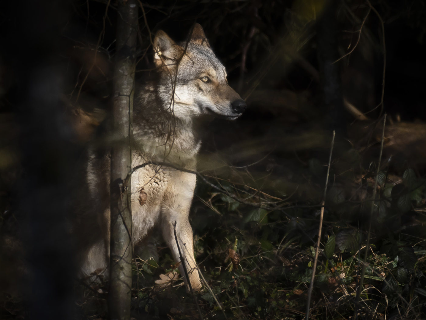 Wolves released for preventive shooting for five months