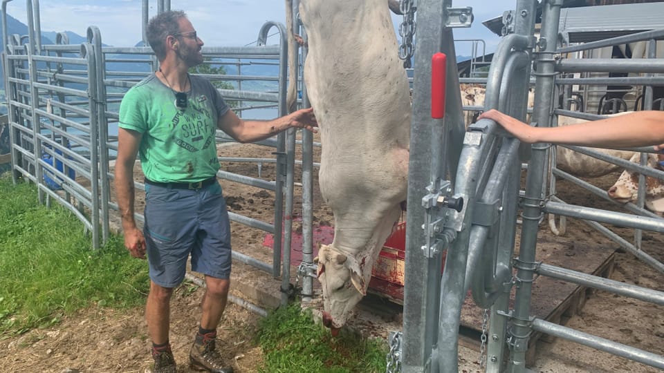 Landwirt Mischa Hofer aus Vitznau setzt auf Hofschlachtungen. Nach einem Stich in den Hals blutet das Tier aus.