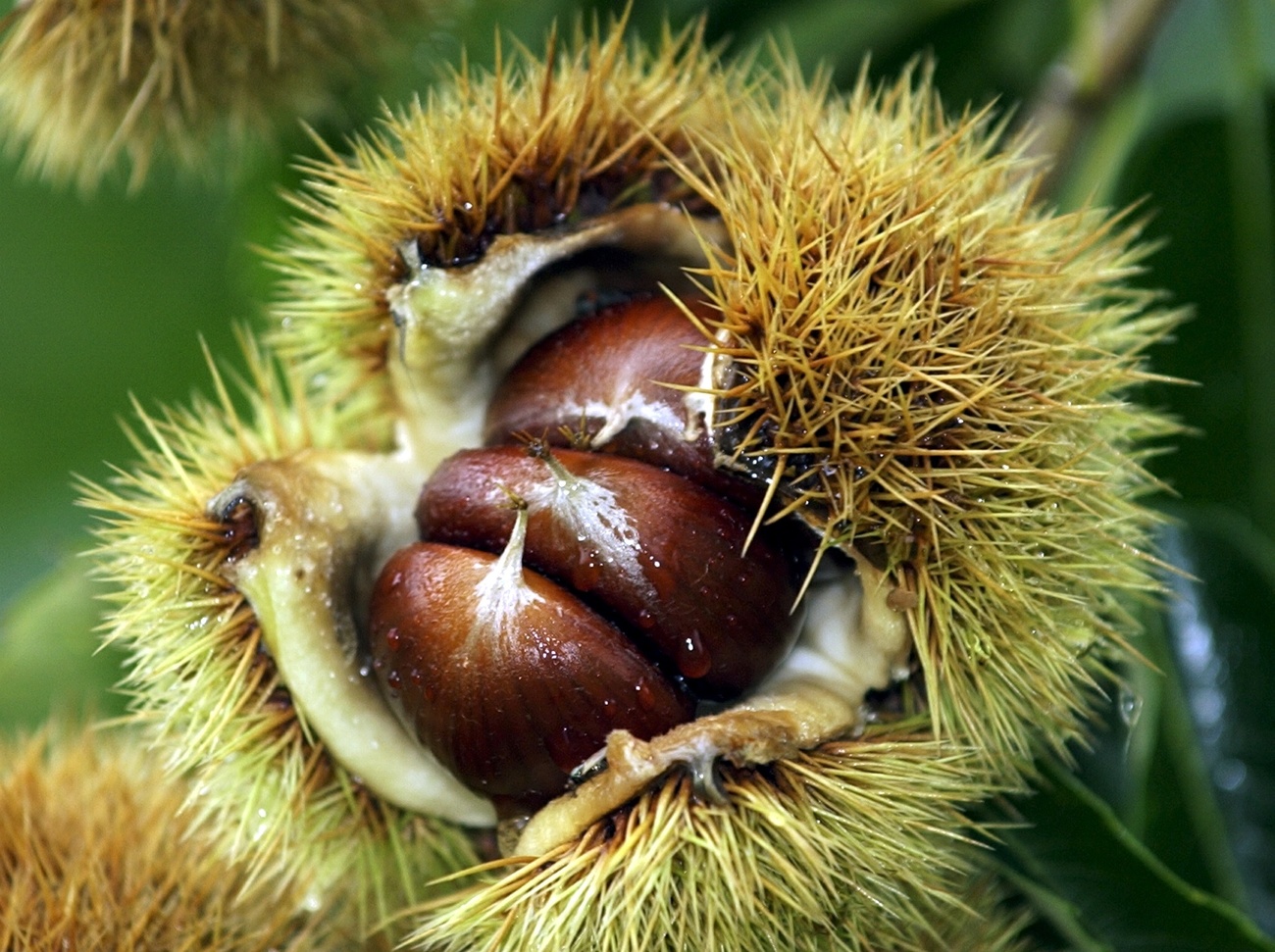 castagne