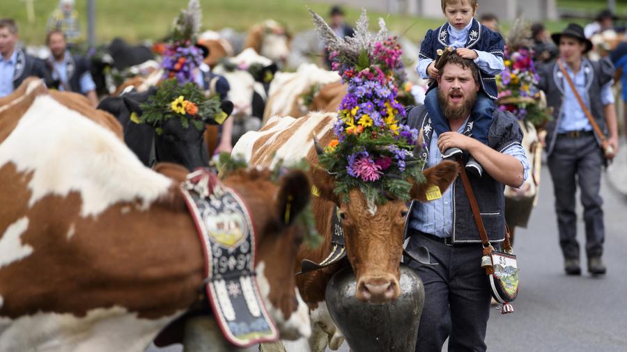 Désalpe avec des vaches décorées et des vachers en costume.