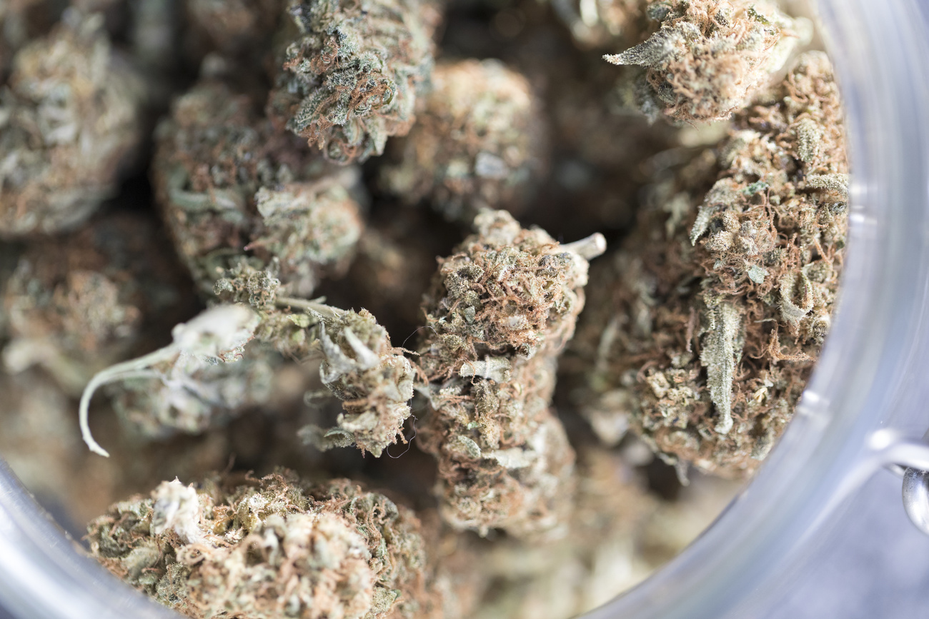 Close-up view of cannabis buds in a bottling jar.