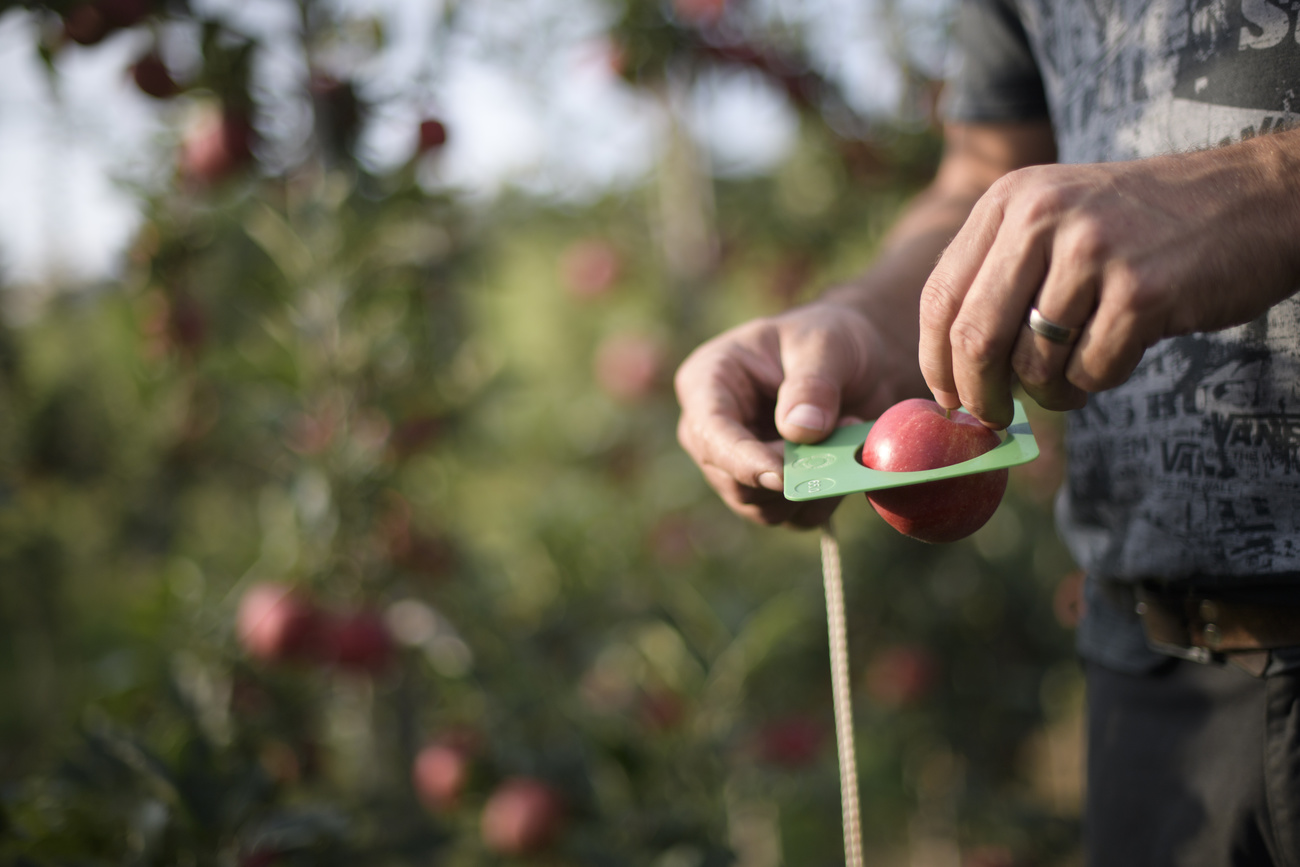 Ein Obstbauer kontrolliert die Grösse eines Apfels