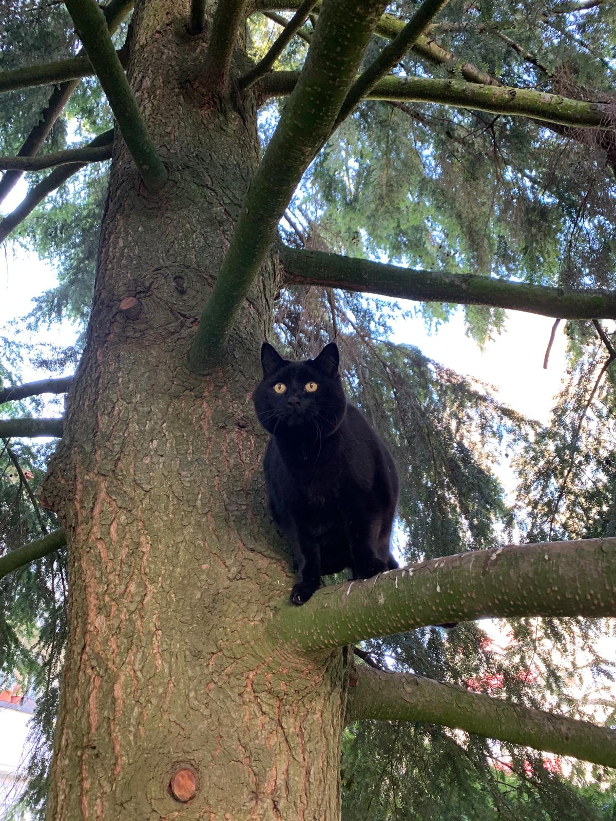 Eine schwarze Katze auf einem Baumast