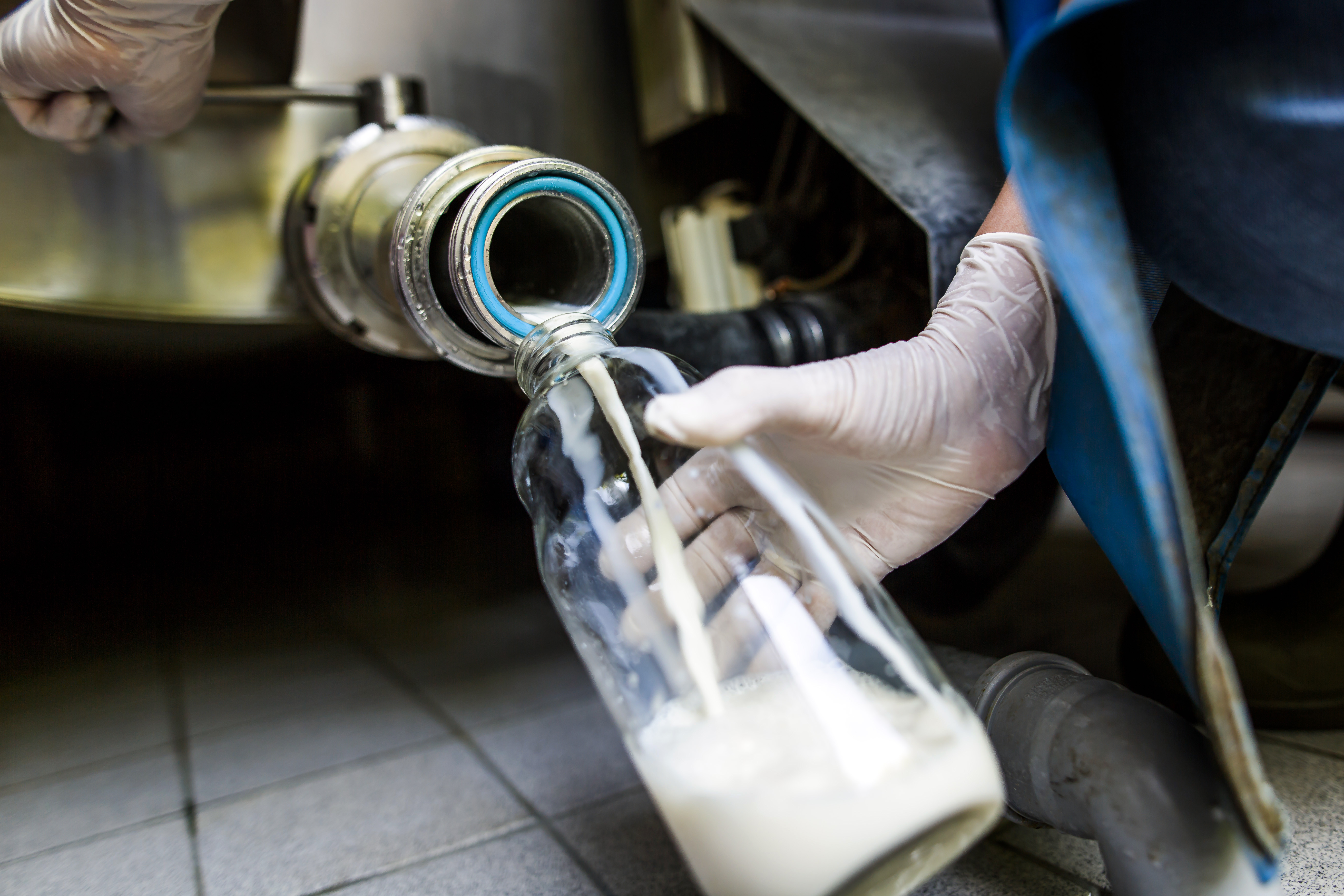 Lait cru versé dans une bouteille