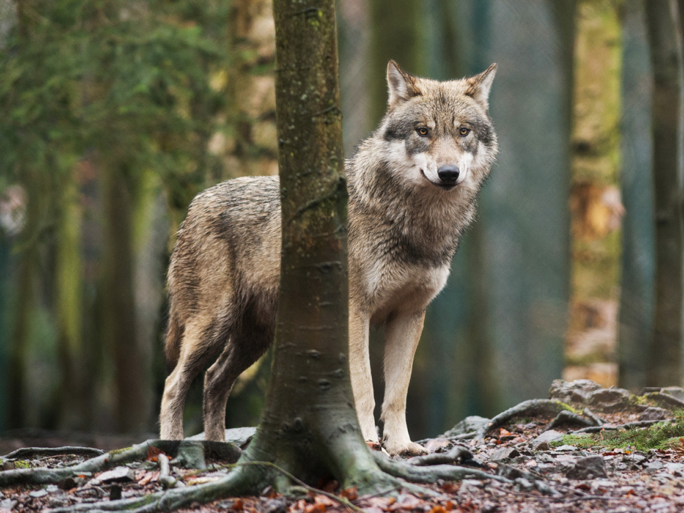 Federal government approves shooting of national park herd