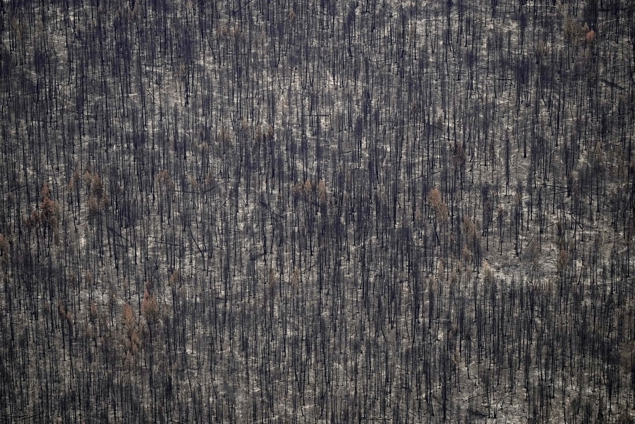 Trees burned by the Bush Creek East Wildfire stand in Squilax, British Columbia, September 11, 2023.