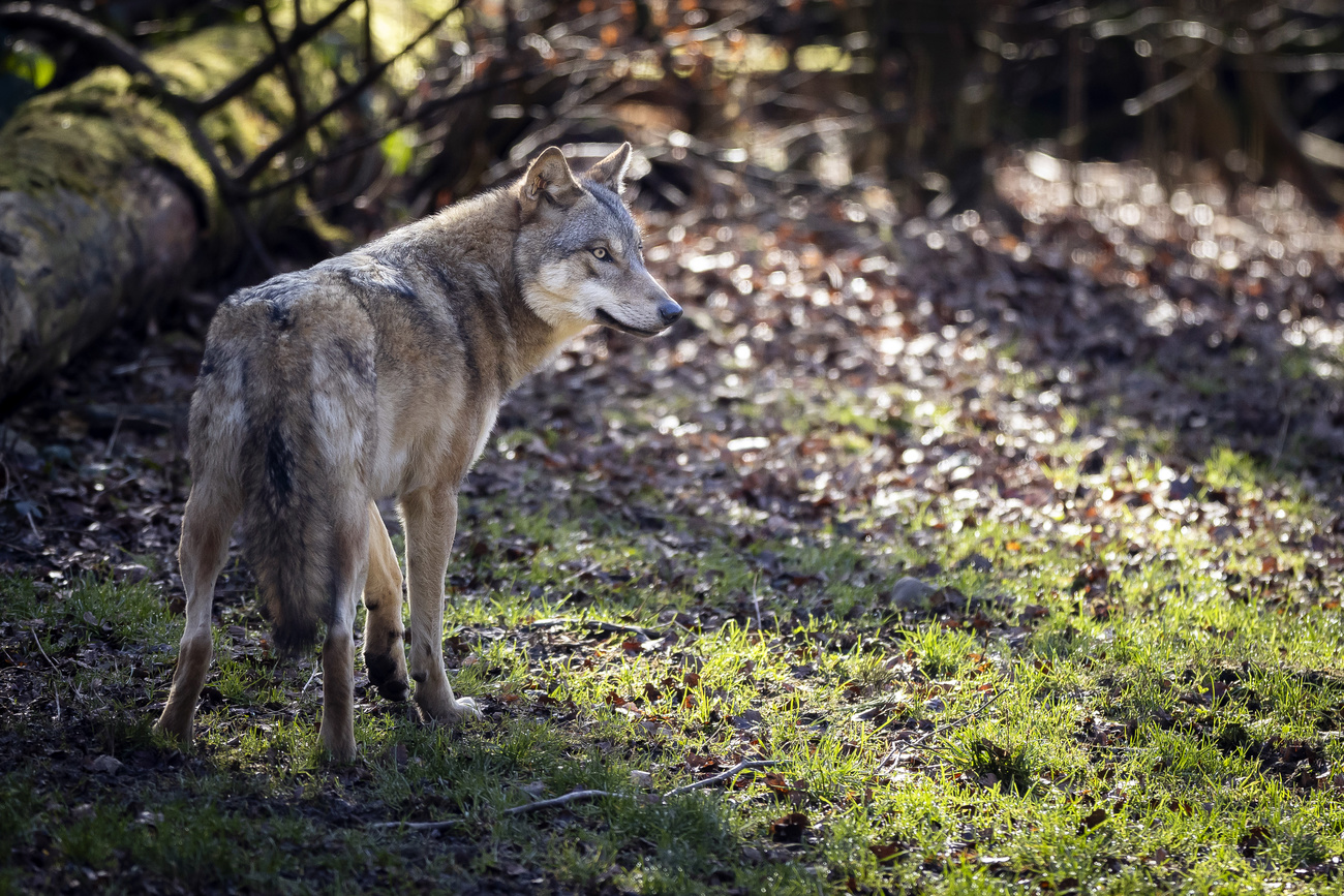 wolf in forest