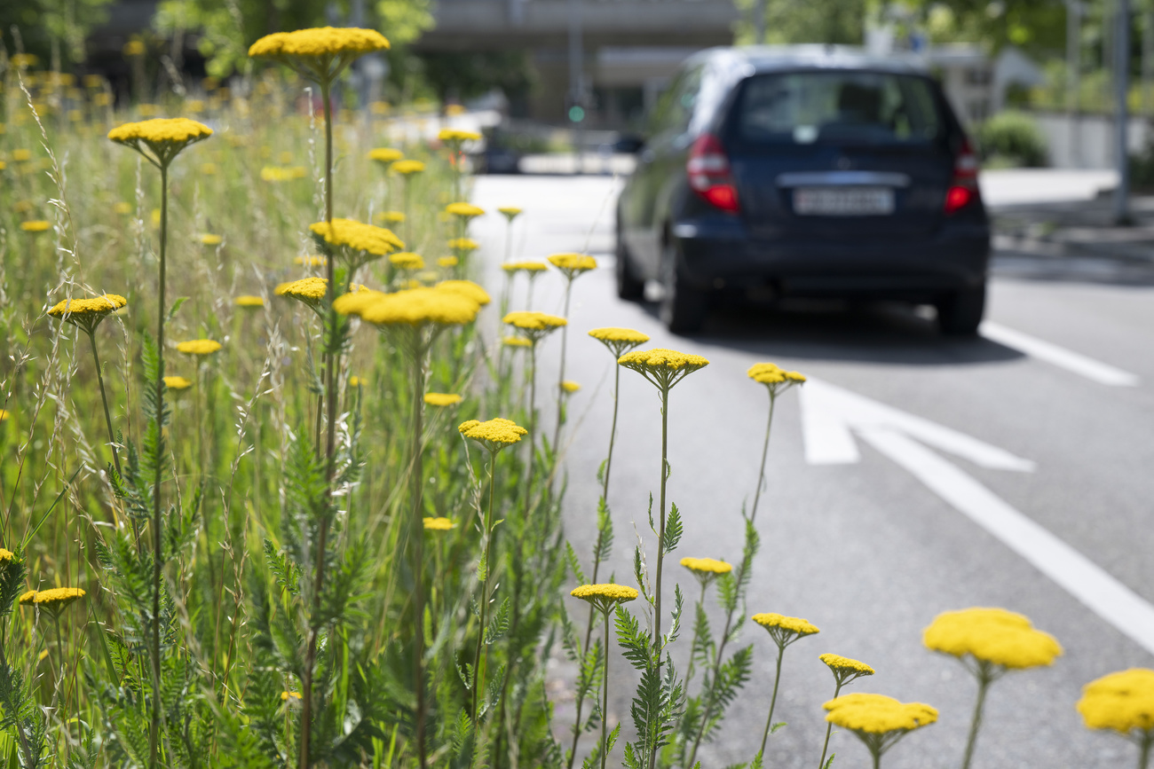 Eine Wiese, daneben eine Strasse mit Auto