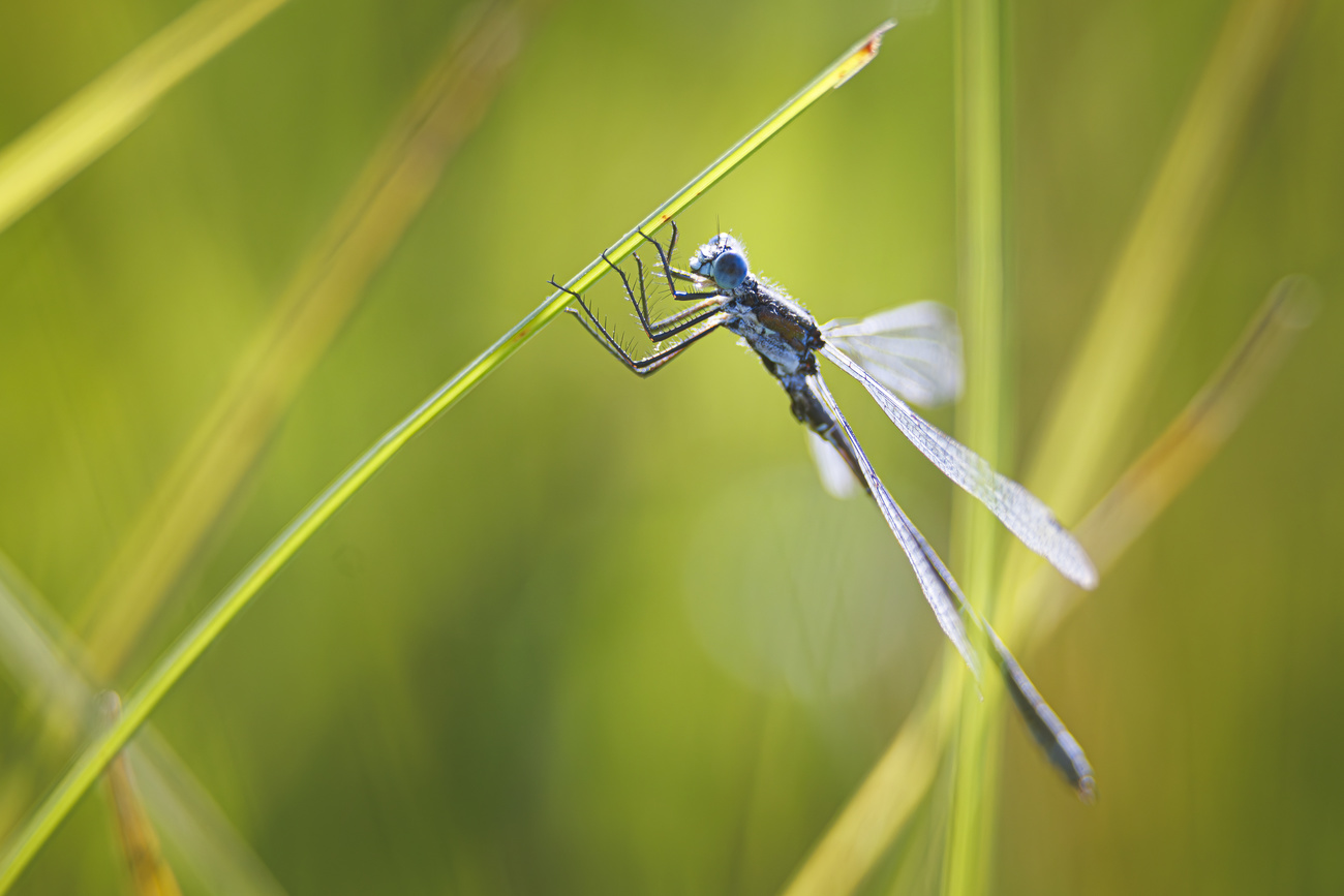 Libelle an Grashalm