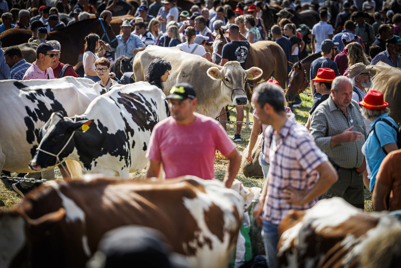 Besucher bestaunen Kühe am Viehmarkt