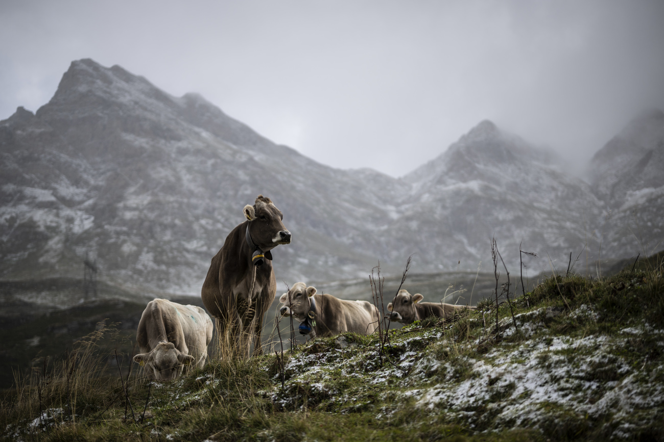 cows on foggy mountain