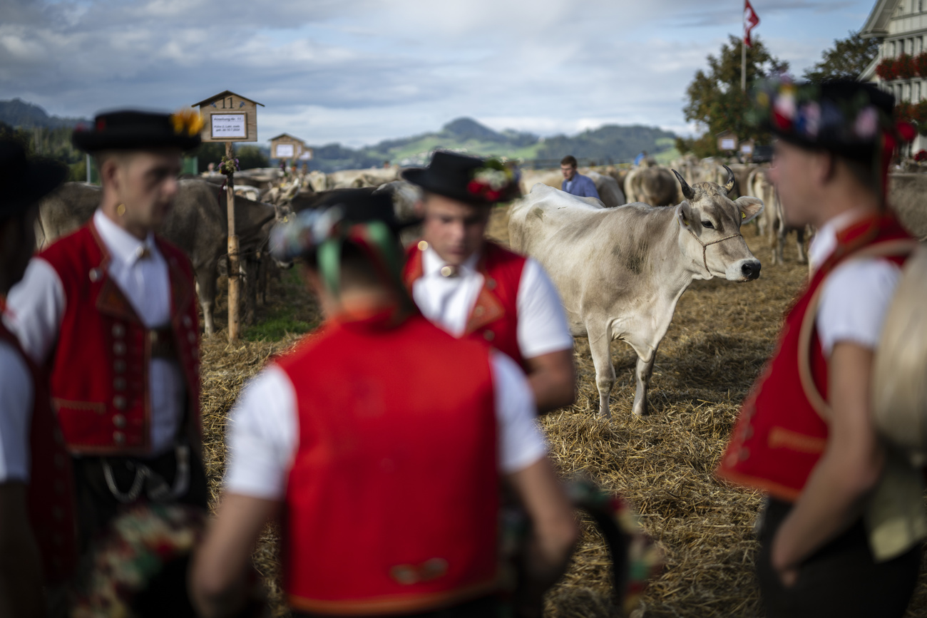 Vache avec des paysans en costume traditionnel