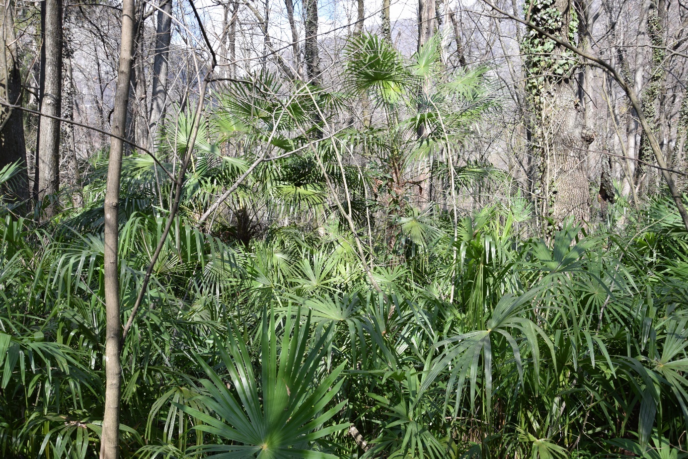 Palmiers dans des sous-bois