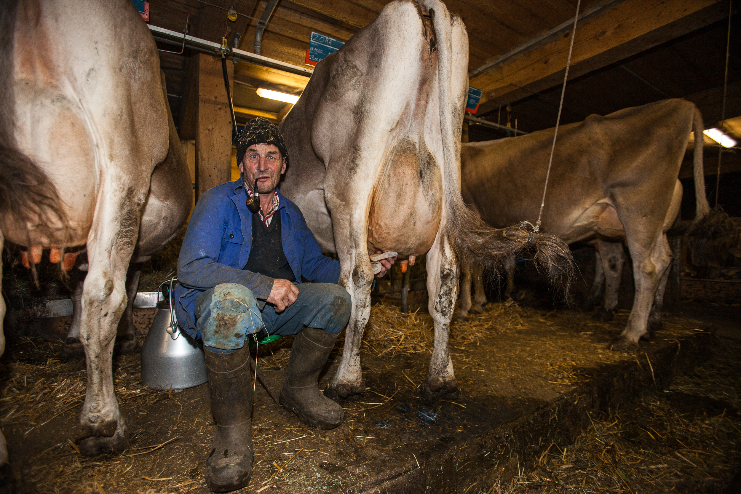 Homme assis parmi des vaches dans une étable.