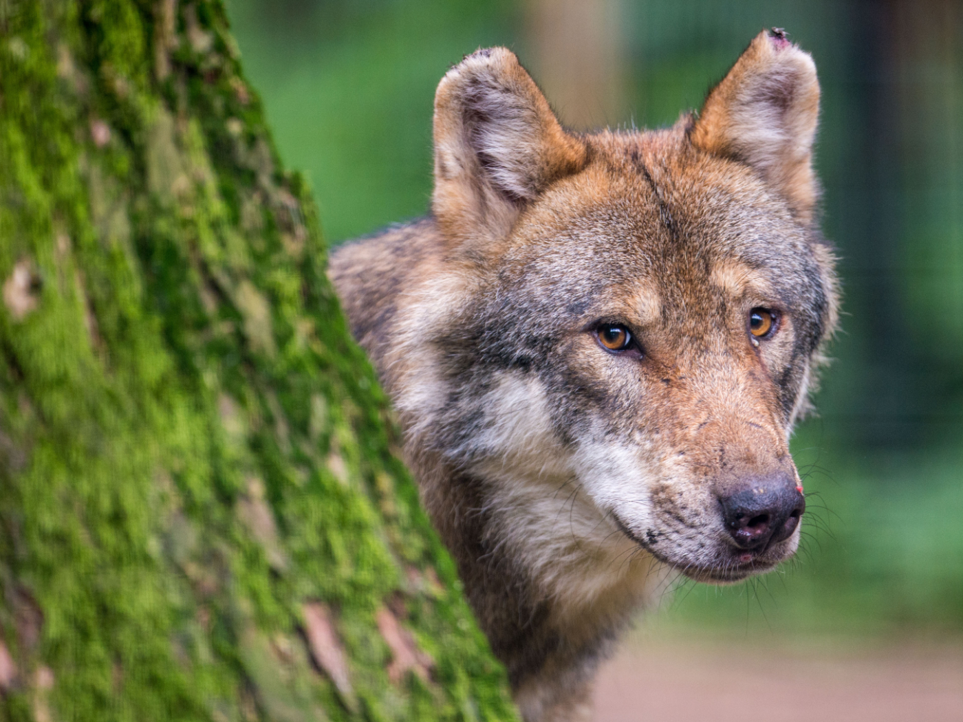 A wolf pack has been blamed for killing cattle