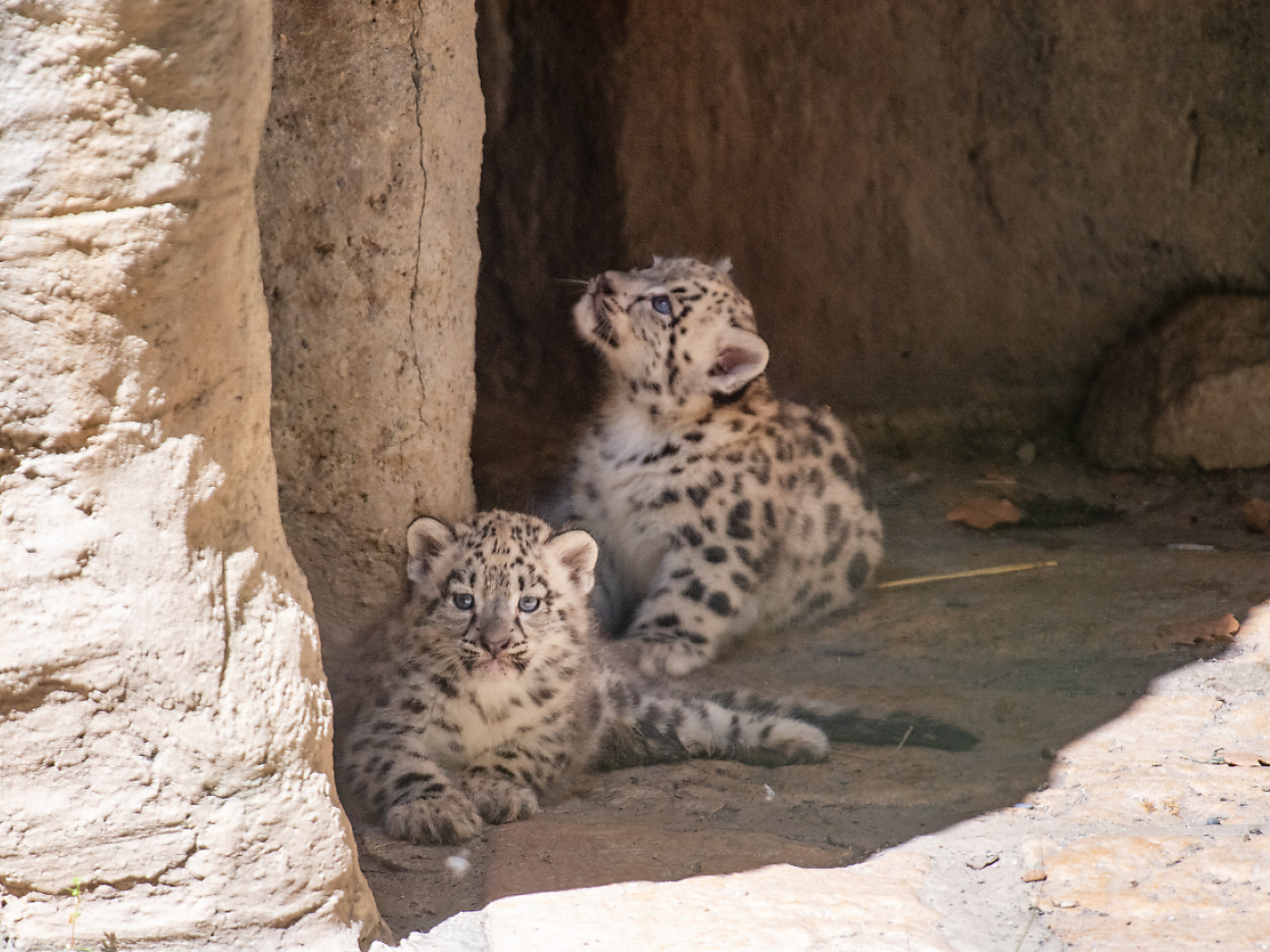 Two snow leopard cubs