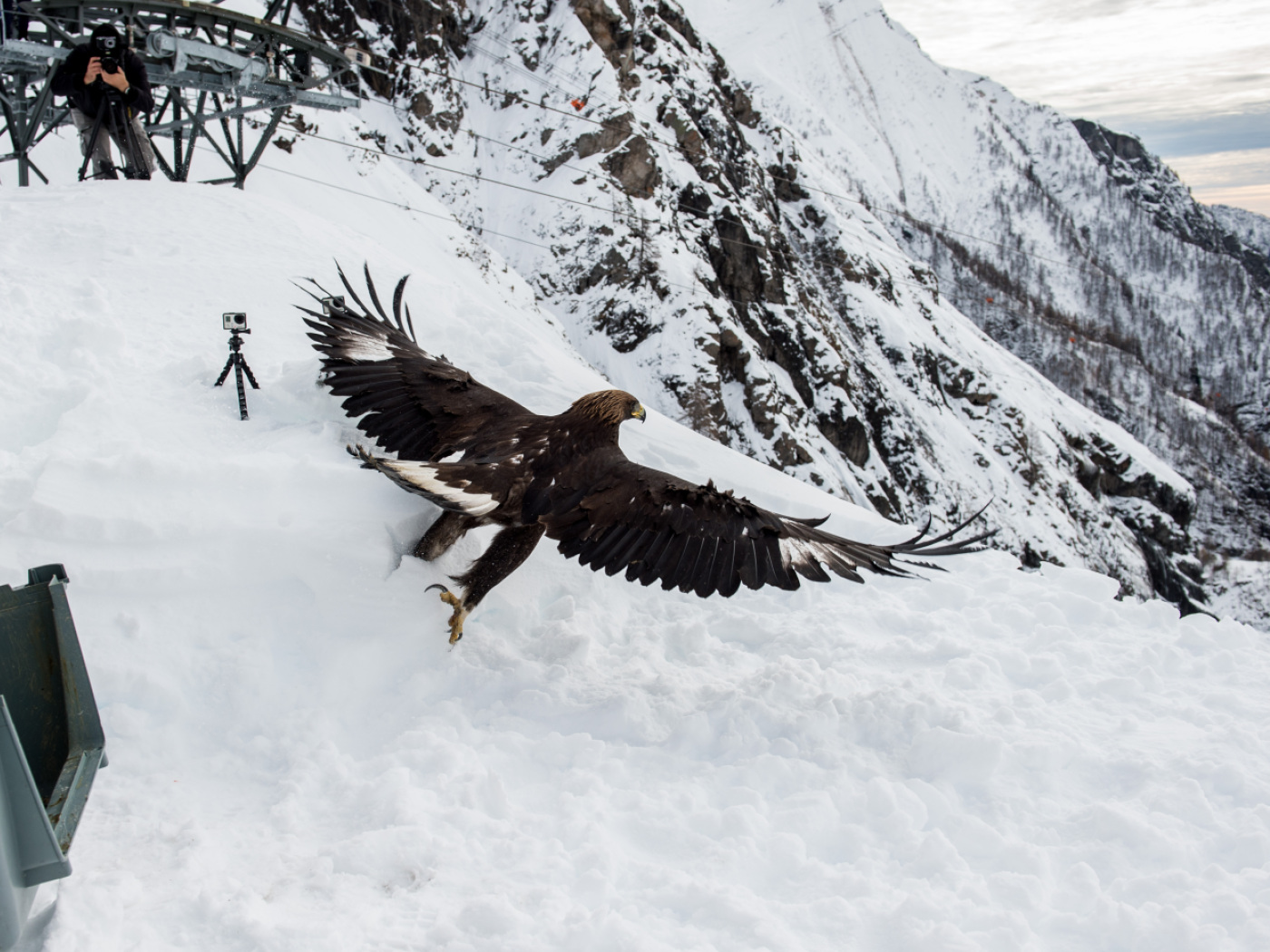 Golden eagle flying over snow-capped Alps