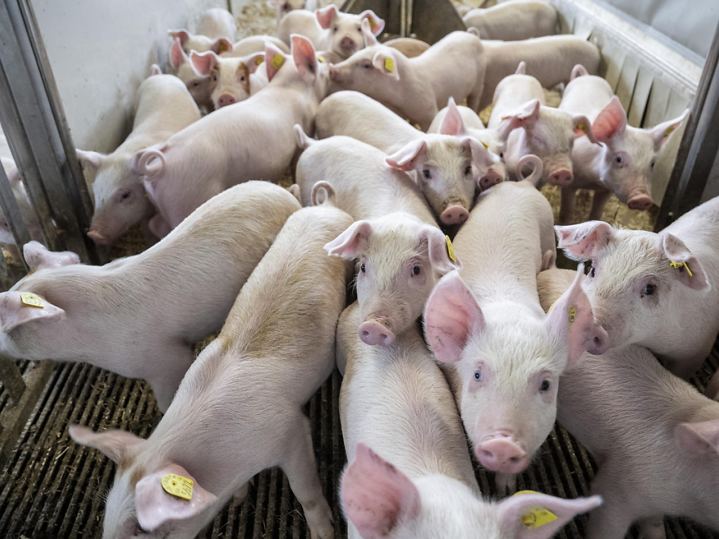 Increase in animal testing in Switzerland last year