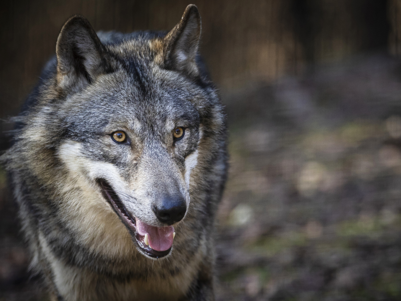 Canton Valais may now shoot four wolf packs after all