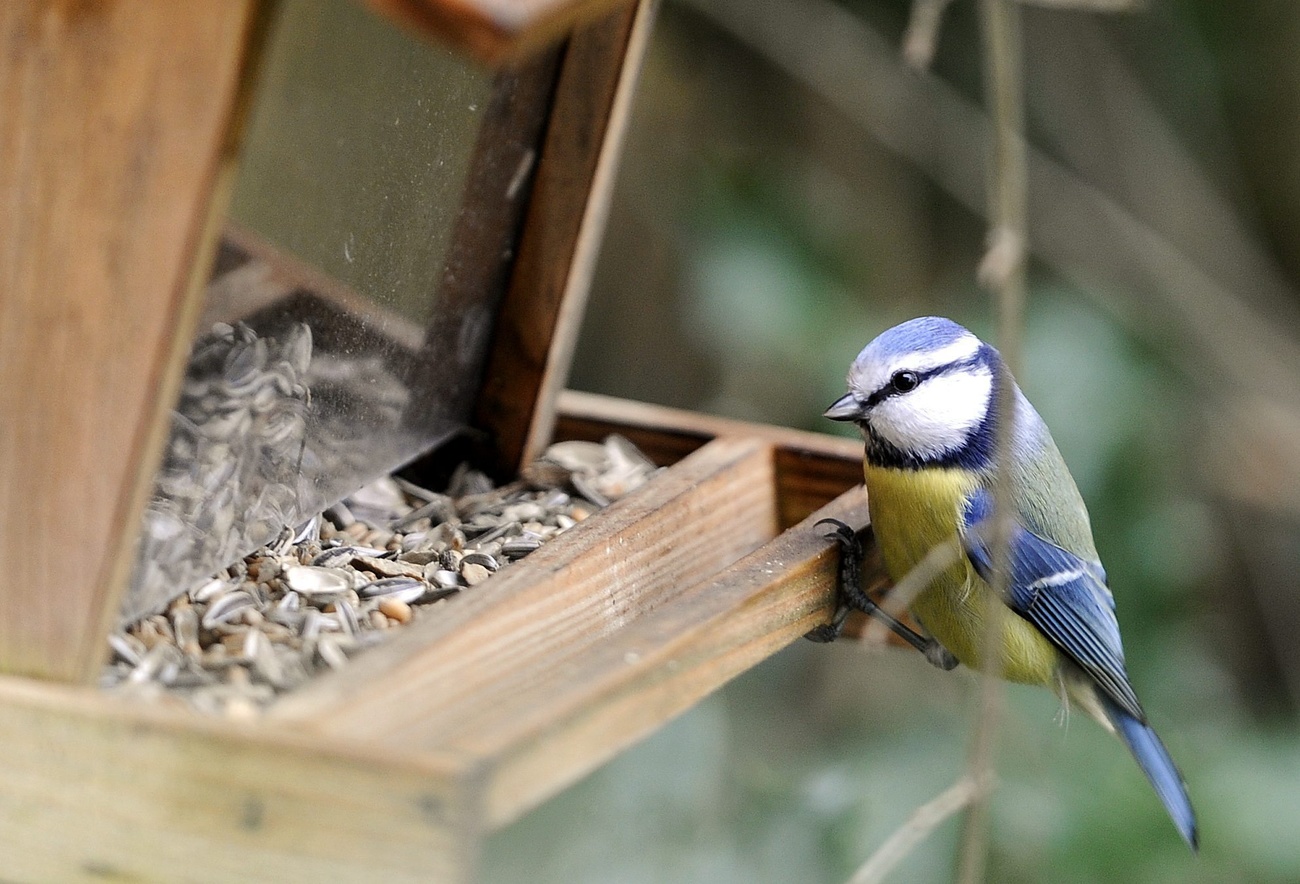 Contents hide (Top) Taxonomy Toggle Taxonomy subsection Subspecies Hybrids Description Distribution and habitat Behaviour and ecology Toggle Behaviour and ecology subsection Breeding Diet Voice Learnt behaviours Predators and natural threats Parasites Status and conservation Cultural significance References External links Eurasian blue tit