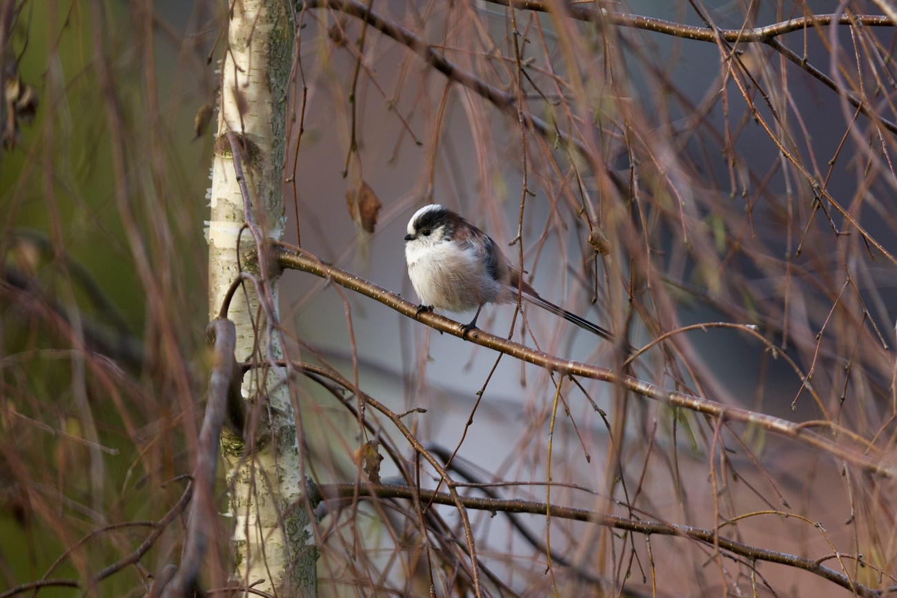 Mésange à longue queue