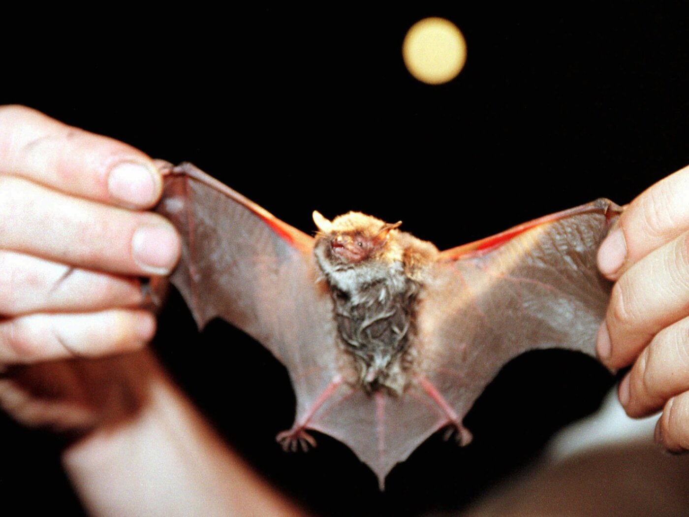 Rabies virus in a bat from the canton of Glarus