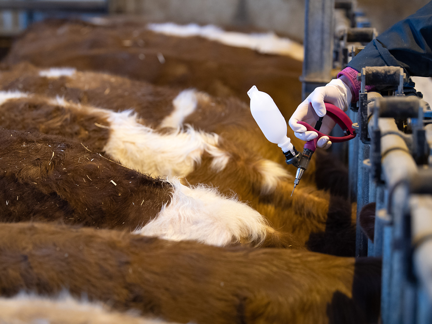 Swiss animals can be vaccinated against bluetongue