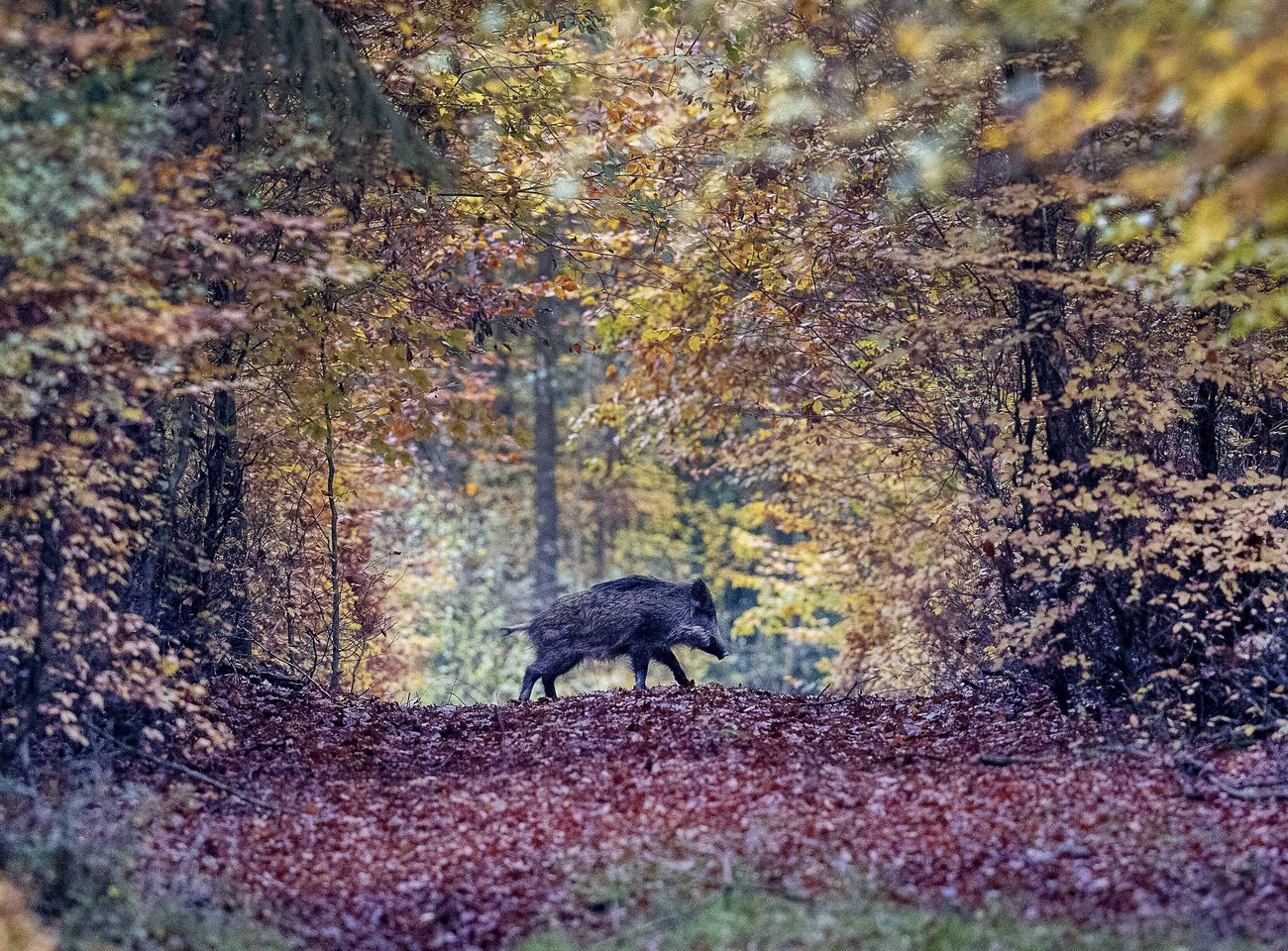 cinghiale nel bosco