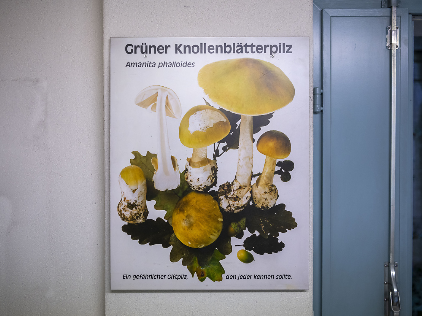 Collecting mushrooms: checking for a missing antidote is absolutely necessary