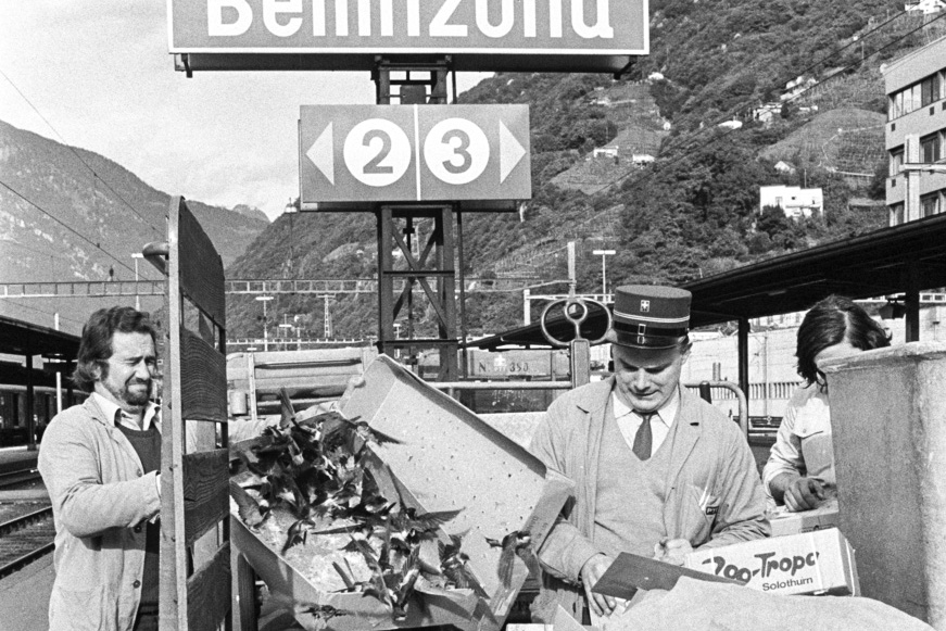 Zwei Männer mit zahlreichen Schwalben am Bahnhof von Bellinzona.