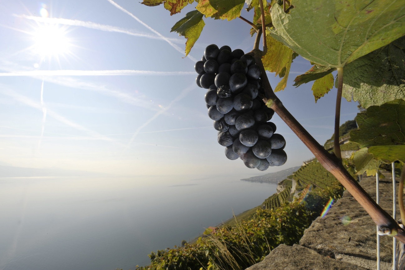 Swiss come second in world blind wine tasting championships