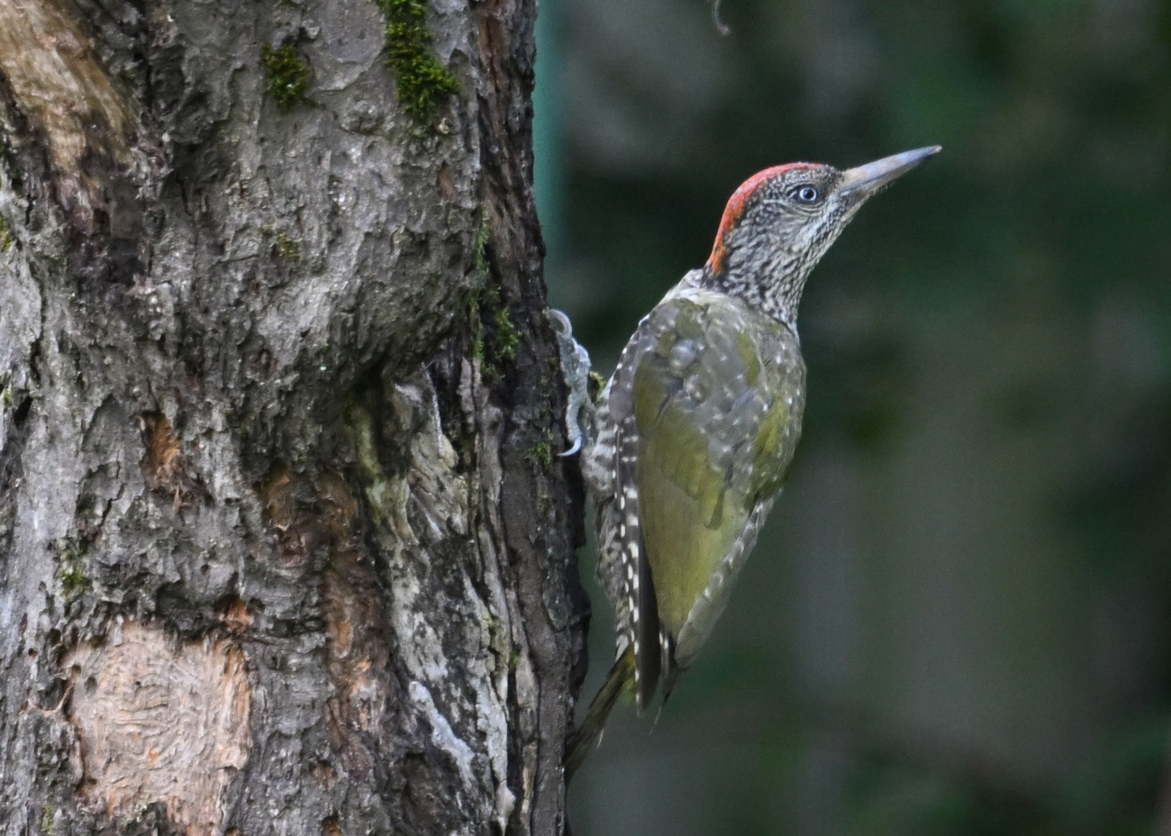 Green Woodpecker,