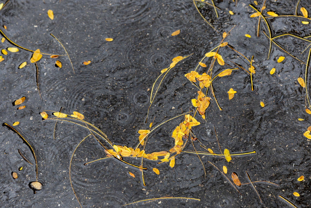 rain on black pavement with yellow leaves