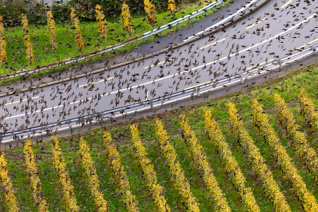 Birds over a field