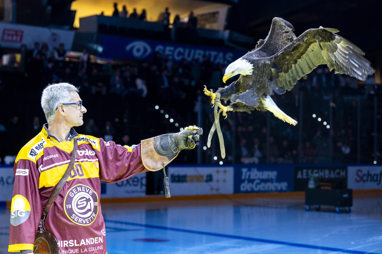 Sherkan, a bald eagle and mascot of Geneva-Servette Hockey Club, flew over the ice at the Stade des Vernets in Geneva before a Swiss National League regular season match between Geneve-Servette and the Zurich Lions on Tuesday, October 29, 2024.