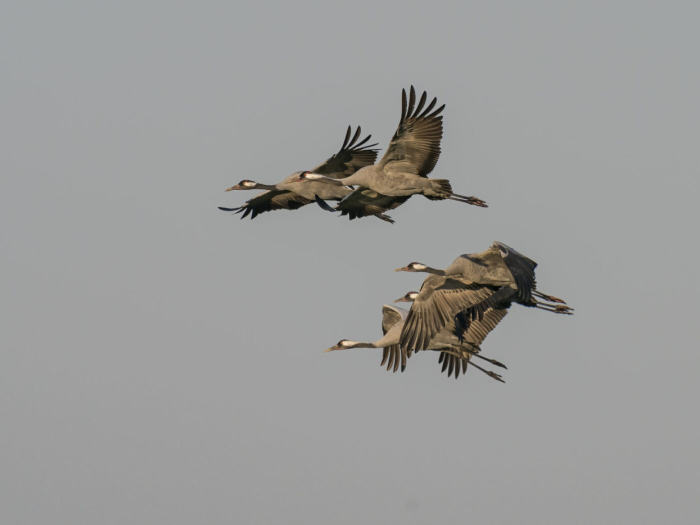 Gru cenerine in volo.