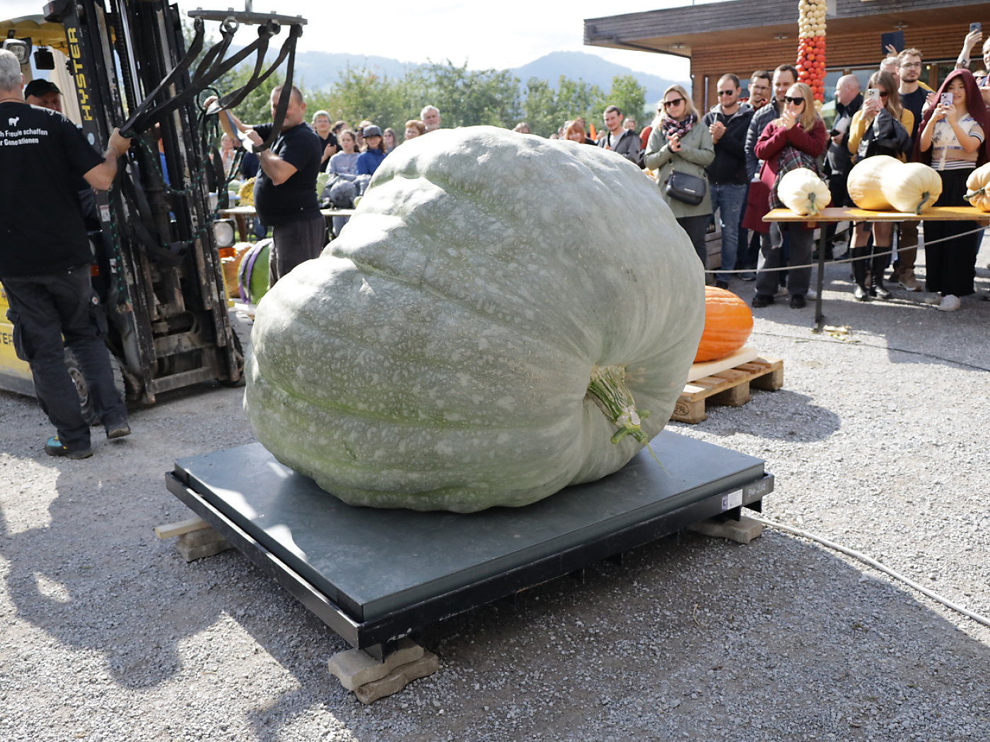 Switzerland's heaviest pumpkin weighs over 700 kilos