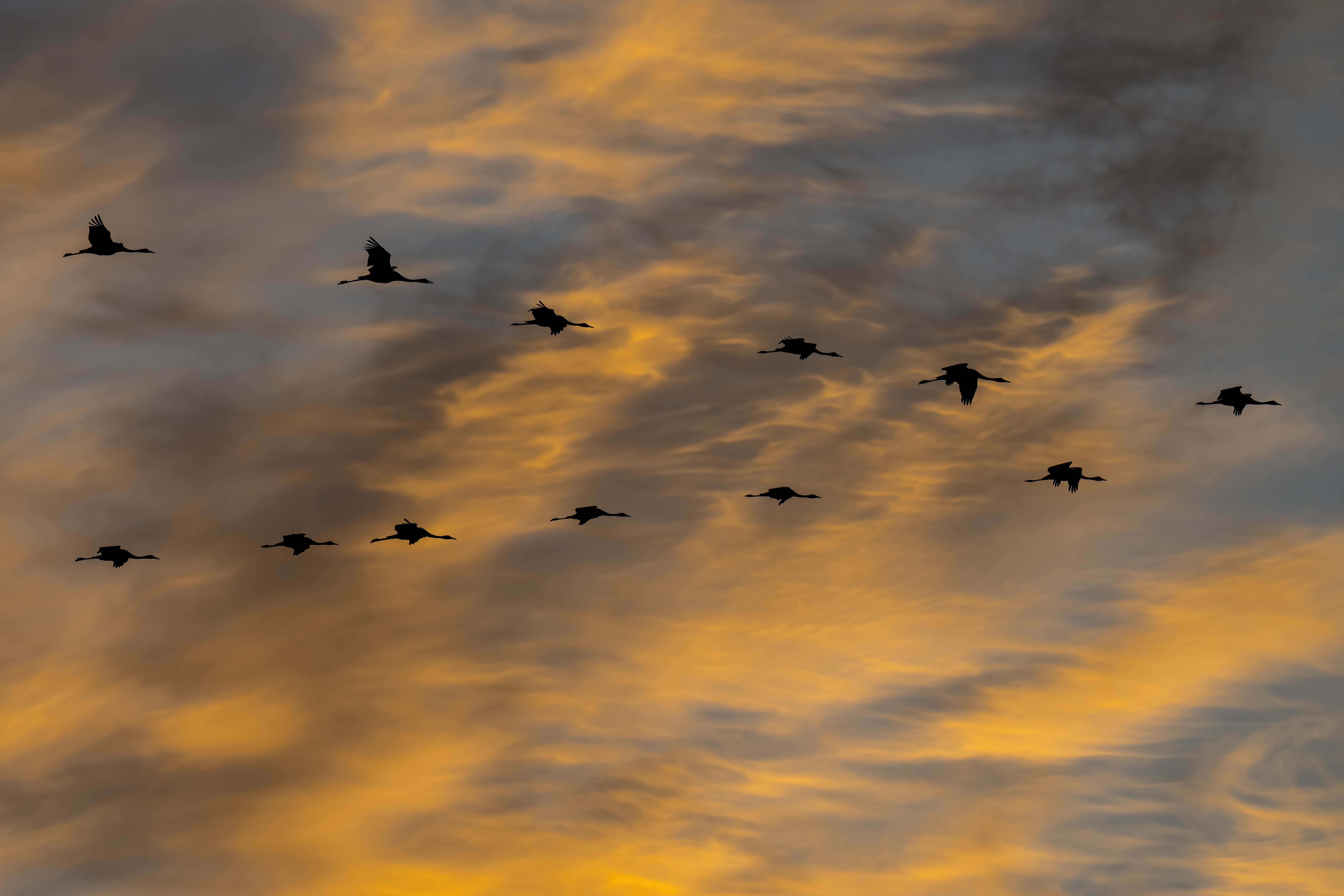 cranes flying in a "v" formation with a golden sky in the background