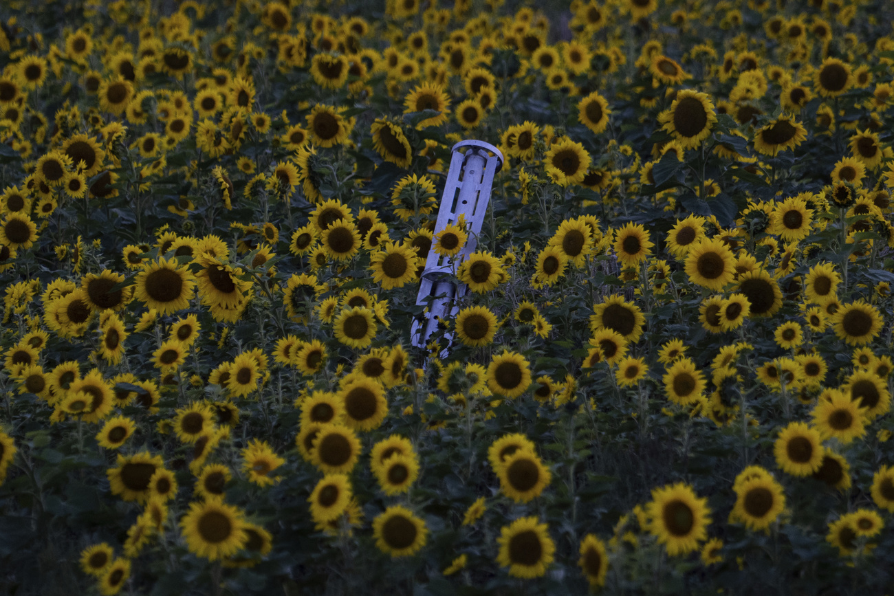 I resti di una bomba a grappolo sono sepolti in un campo di girasoli nella regione di Kharkiv, in Ucraina