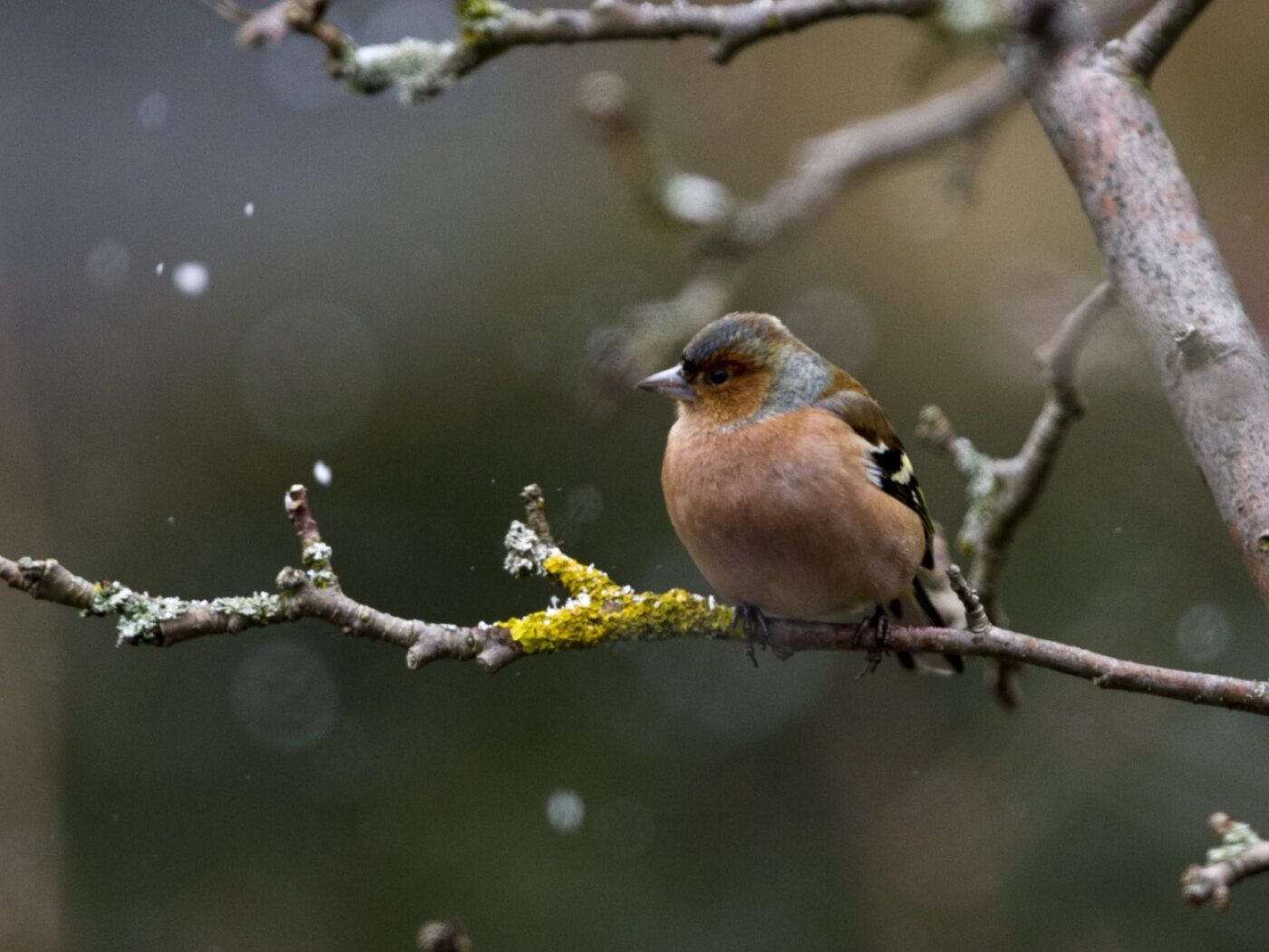 3000 people count over 90,000 birds in Switzerland